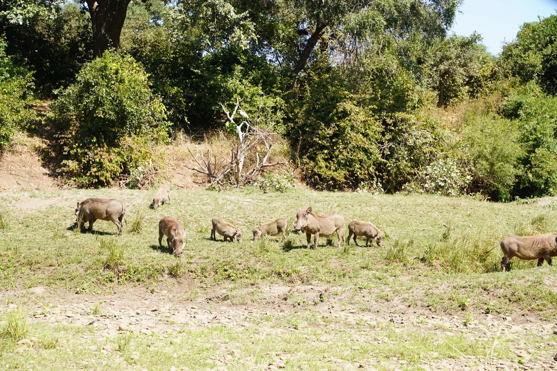 Joli troupeau de phacochères qu'il est rare de voir aussi nombreux