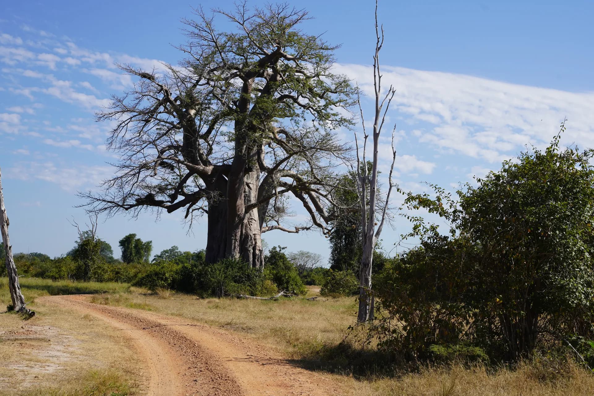 Un baobab remarquable du parc (point de repère)