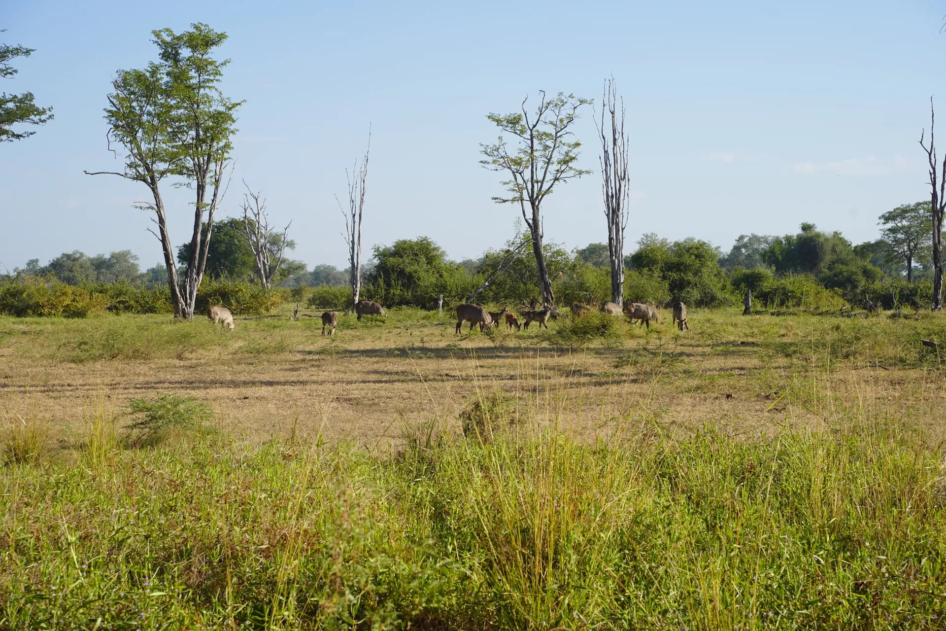 Troupeau de gazelles (cobe à croissant ?)