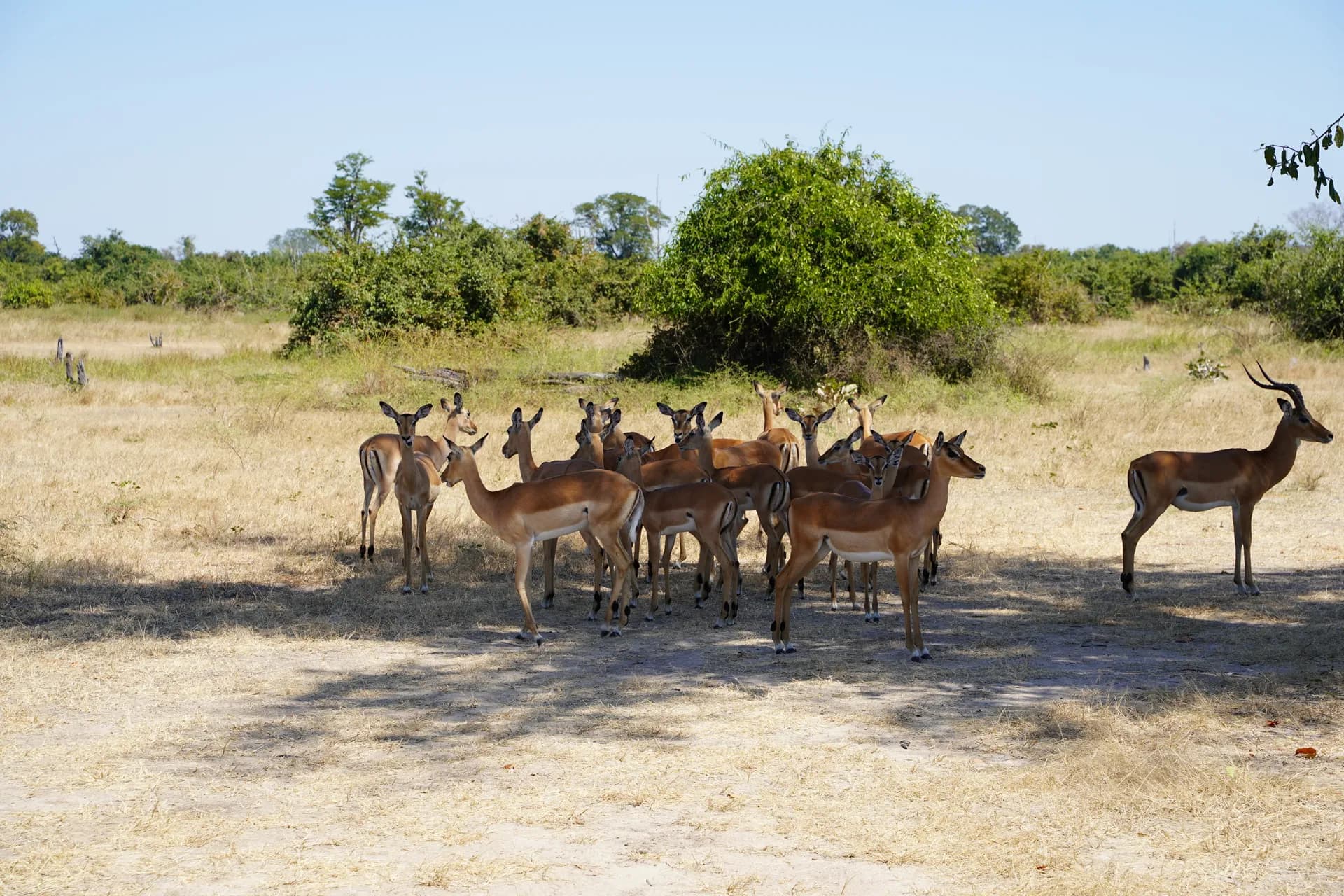 Troupeau de springbok