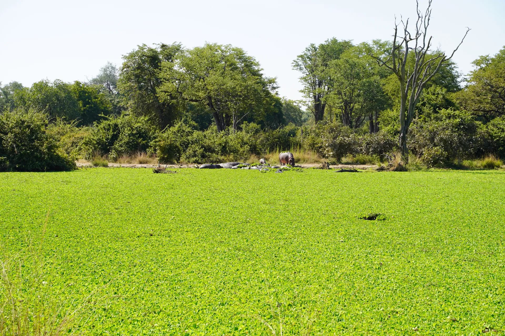 Hippopotames près de leur mare fleurie