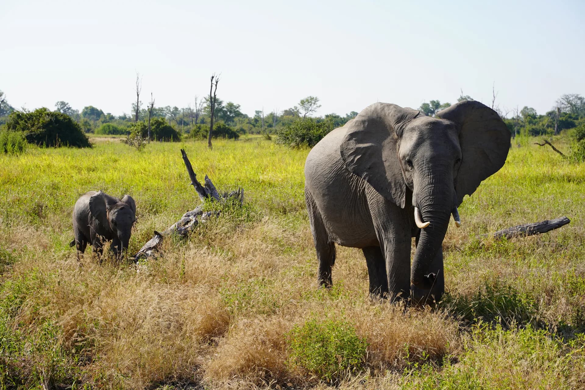 Mère éléphant et son petit à quelques mètres du véhicule de safari
