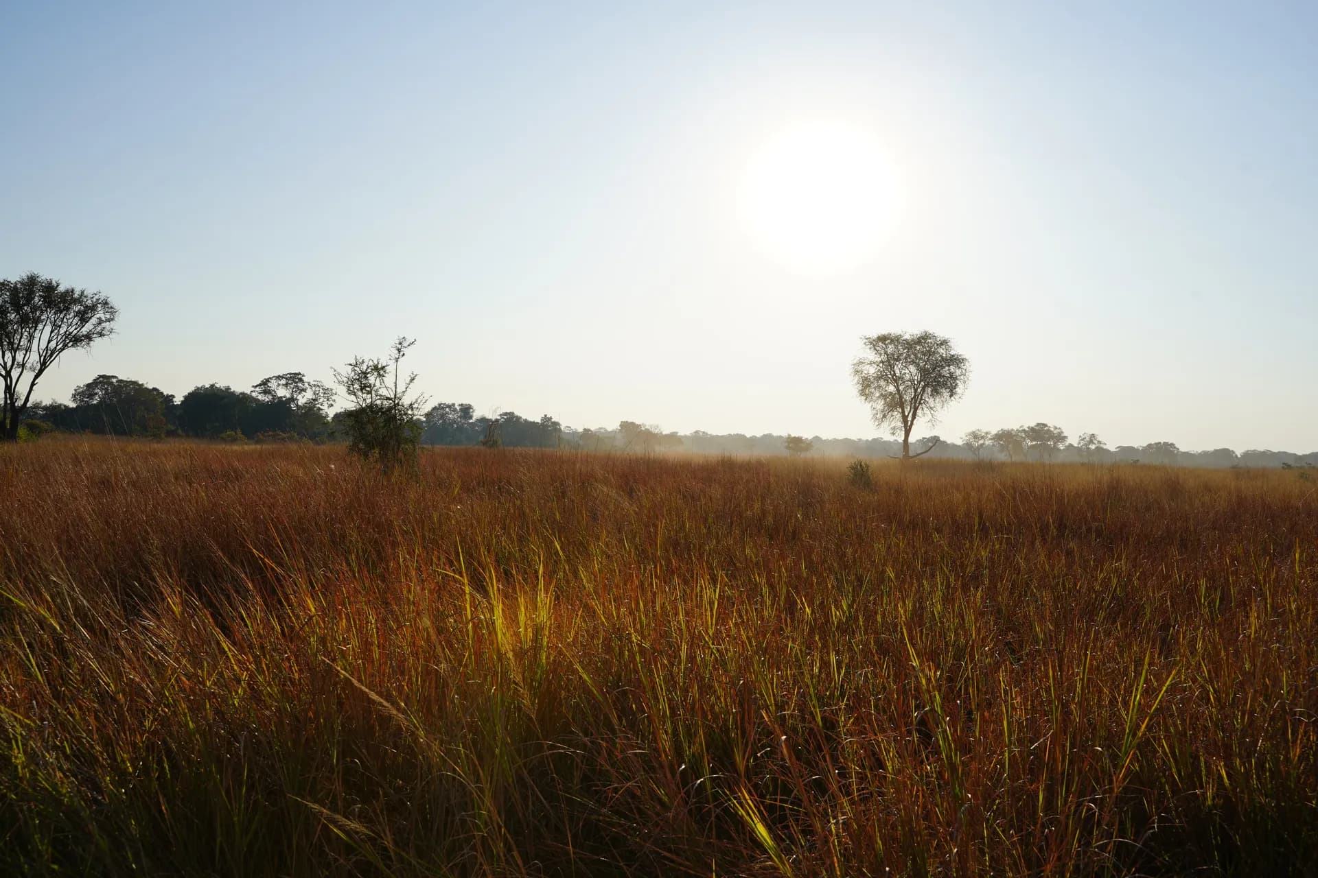 Hautes herbes de la savane du début de la saison chaude