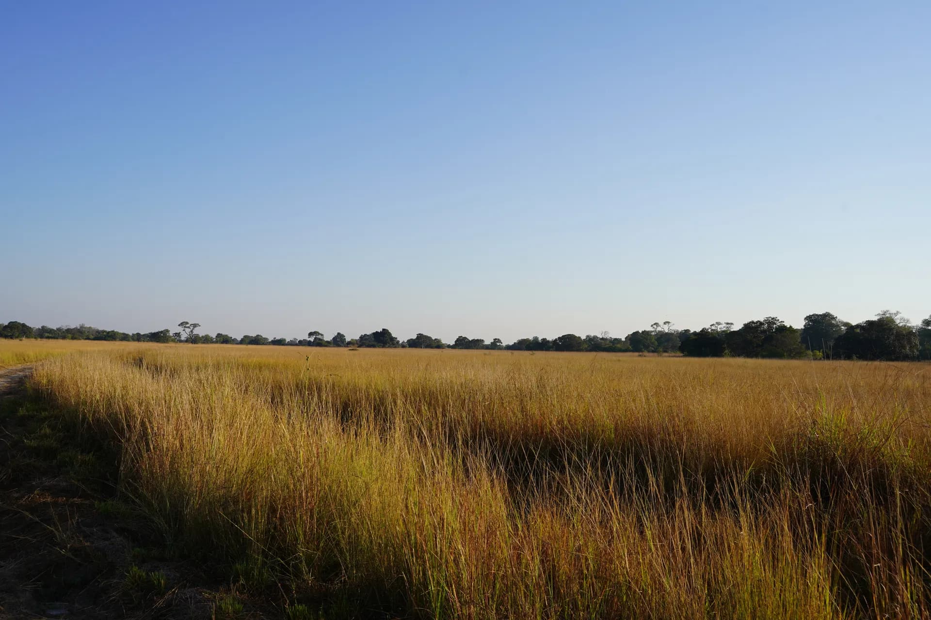 Savane haute en début de la saison chaude qui ne facilite pas la recherche des animaux