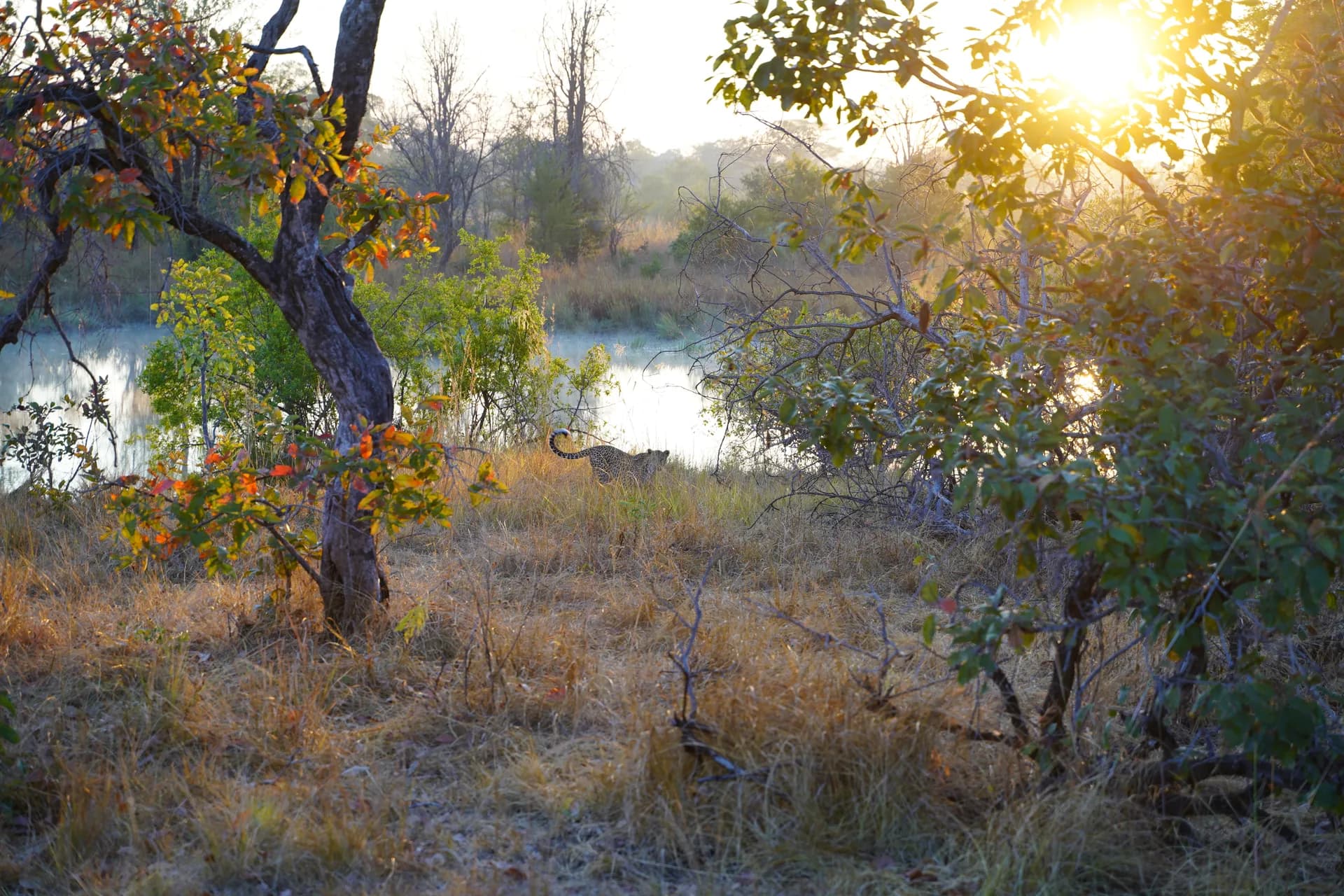Dernière journée le 25 mai dans le parc de Kafue avant retour sur Lusaka vendredi. Dernier morning game drive à 6h30. Vu le léopard d'hier puis un second beaucoup plus loin sur la route du retour (le guide n'en aurait vu que 3 la saison dernière). Quelque part assez chanceux donc.